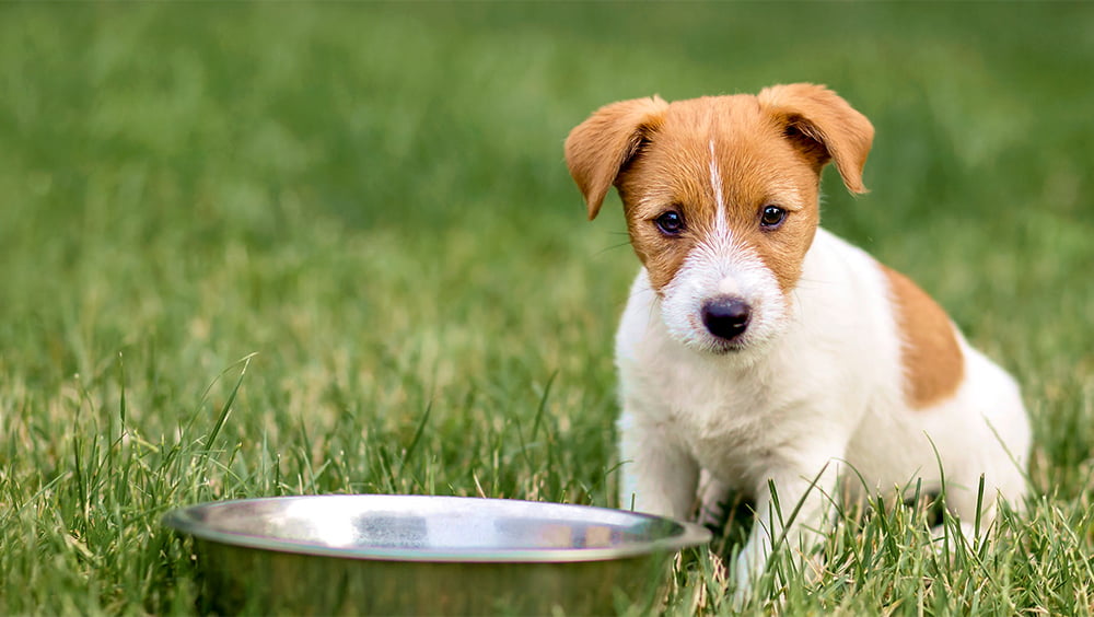 Ter um cachorro pode te ajudar a viver mais e melhor, diz estudo