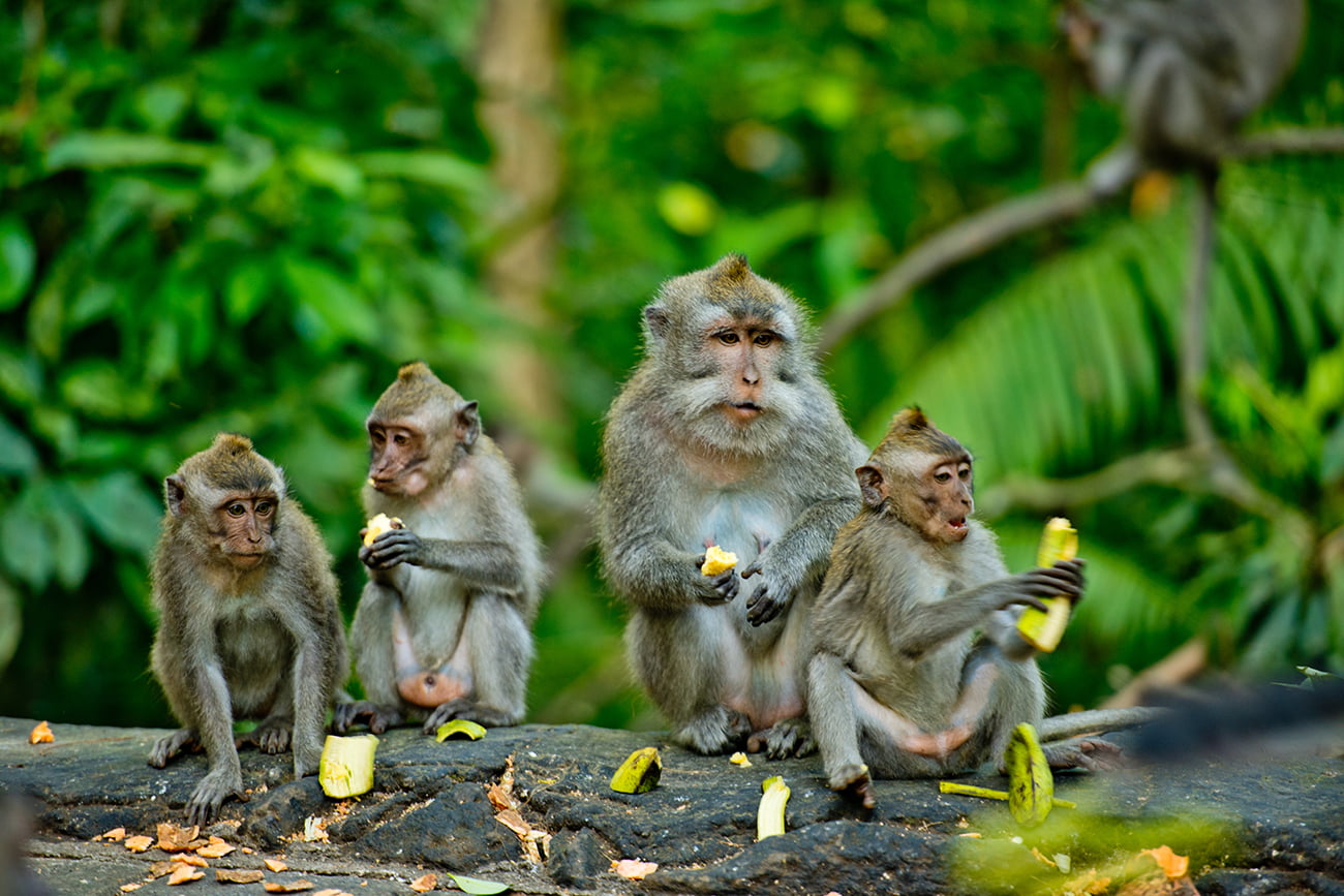 Se o homem evoluiu do macaco, por que ainda existem macacos?