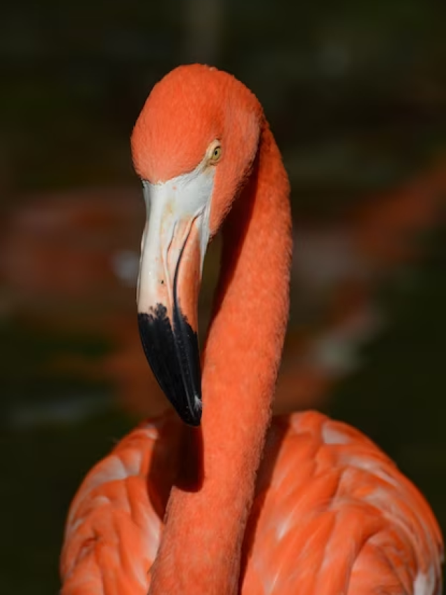 Por que os flamingos são cor-de-rosa?