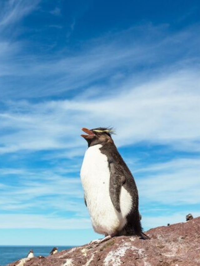 Por que pinguins não voam?