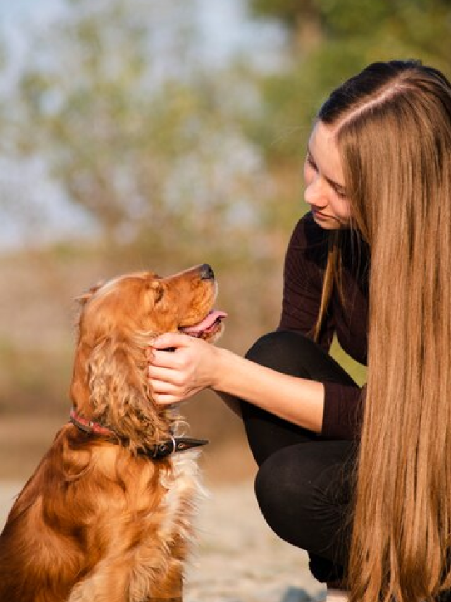 Comunicação dos Cães