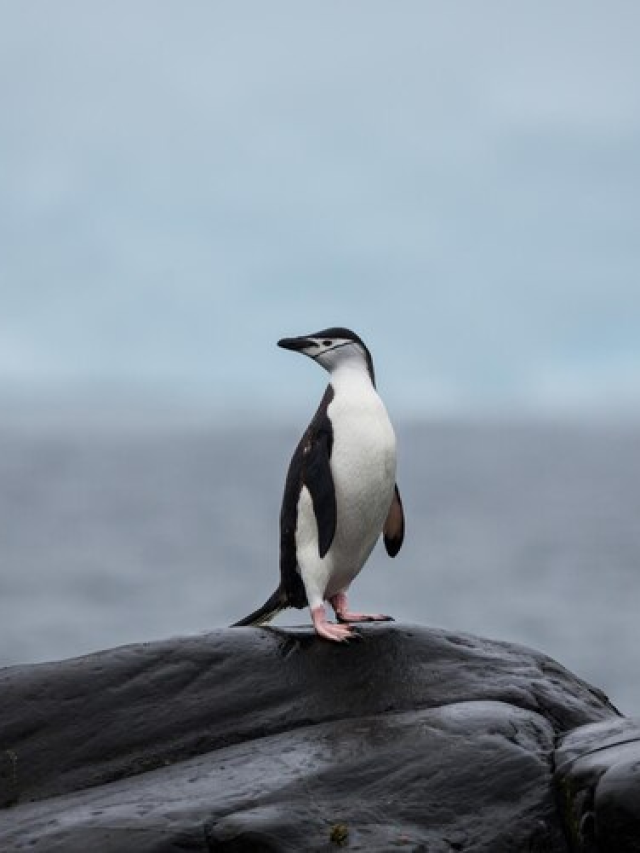 Pinguins conseguem prever terremotos