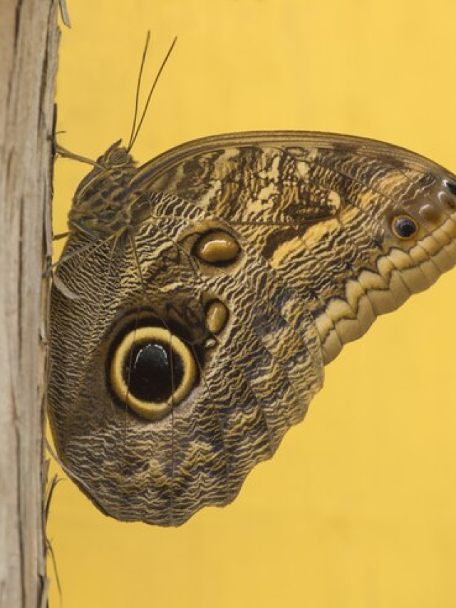 A MIMETIZAÇÃO BATESIANA DAS MARIPOSAS